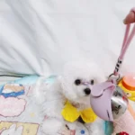 2-in-1 Portable Dog Water Bottle for Small Dogs - Leak-Proof photo review