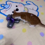 ✨HOT SALE 50% OFF ✨Mattress Vacuum Cleaner for Dust Mites Removal photo review