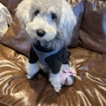 2-in-1 Portable Dog Water Bottle for Small Dogs - Leak-Proof photo review