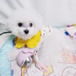 2-in-1 Portable Dog Water Bottle for Small Dogs - Leak-Proof photo review